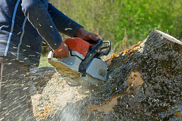 Best Seasonal Cleanup (Spring/Fall)  in Dover, NH